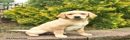 Labrador Retriever dogs for sale: Crystal  - Ad 3