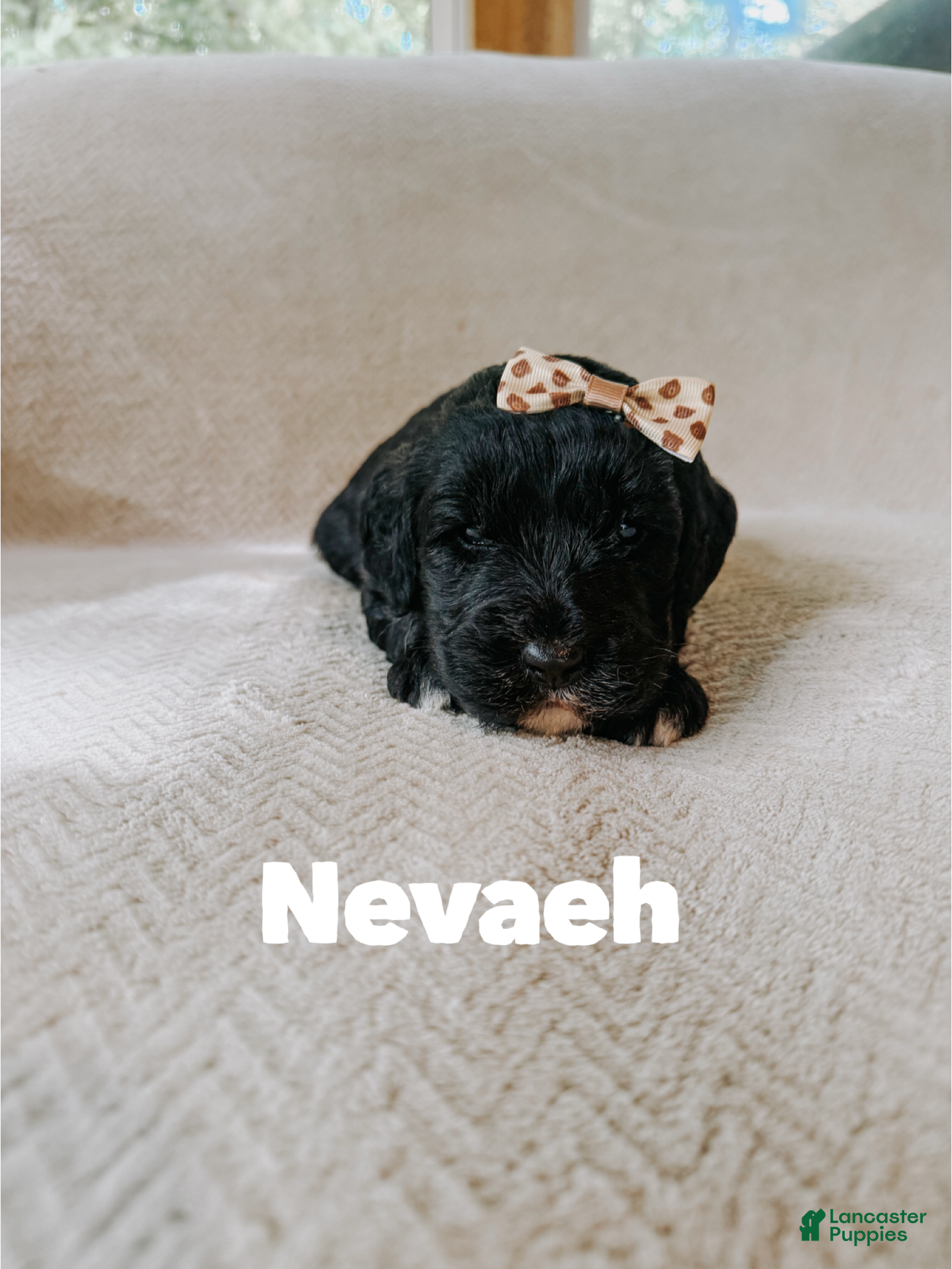 Saint Berdoodles dogs for sale: Nevaeh  - Ad 14
