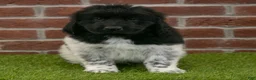Newfoundland dogs for sale: Max - Ad 5