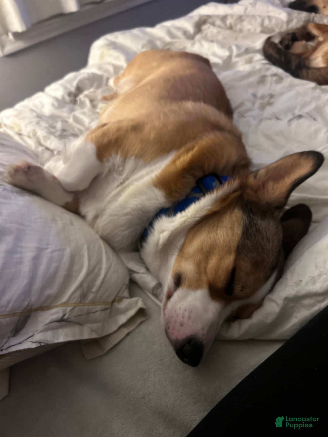 Welsh Corgi Pembroke dogs for stud: Kylo- Stud - Ad 4