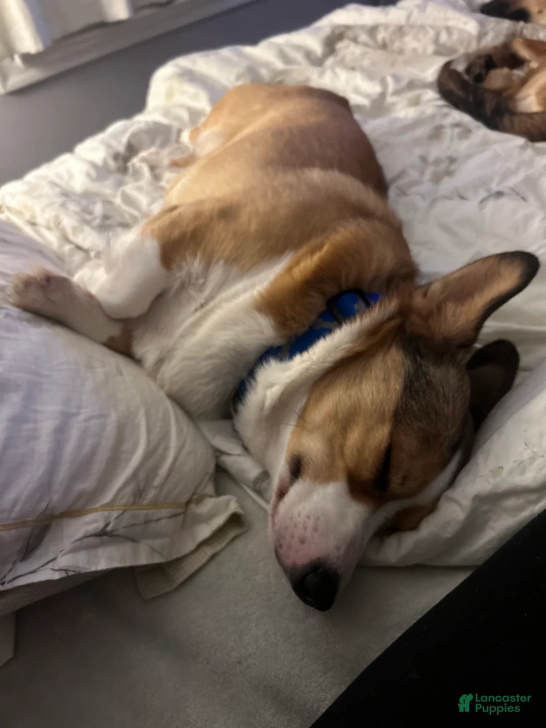 Welsh Corgi Pembroke dogs for stud: Kylo- Stud - Ad 4