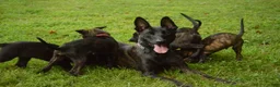 Dutch Shepherd dogs for sale: Jana - Ad 6