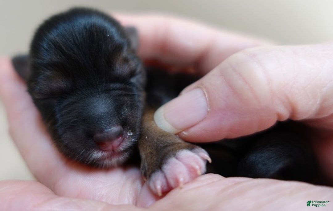 Yorkshire Terrier dogs for sale: Rio  - Ad 4