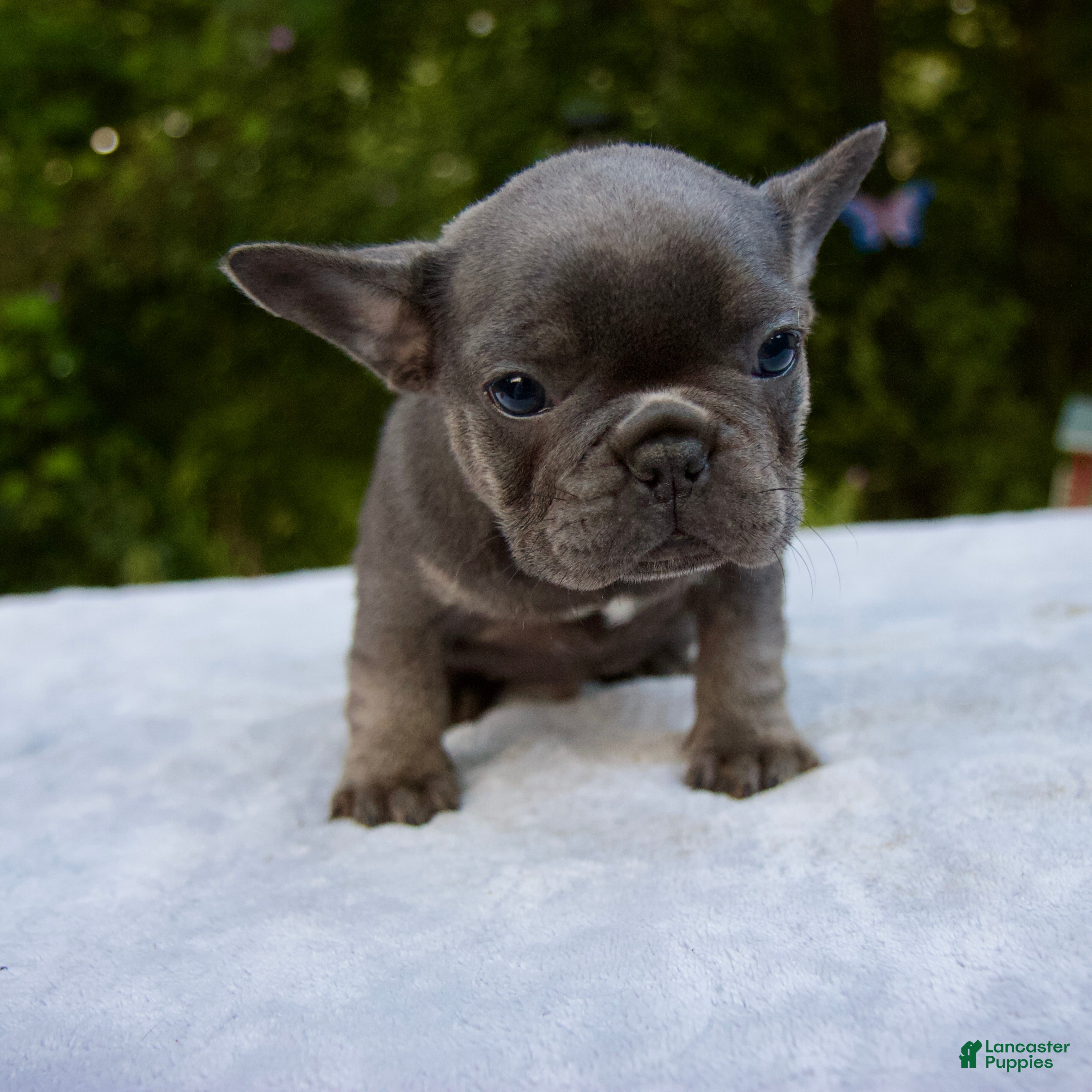 Dog Breeds Pets4homes French Bulldog Dogs Breeds French Bulldog Mixed With  Corgi Welsh Corgi Pembroke, image size:3456x3456