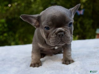French Bulldog dogs - Ad 9