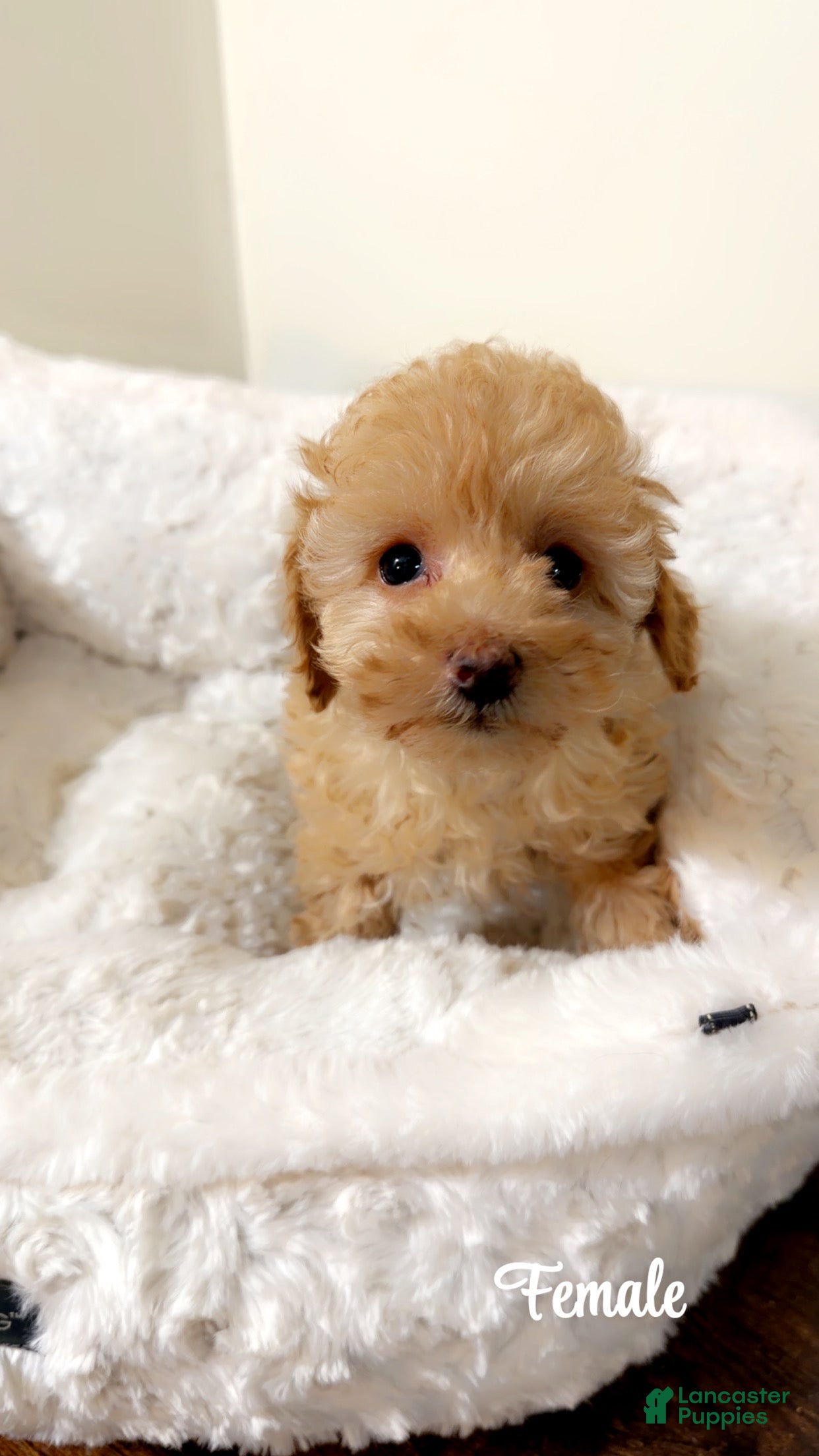 Maltipoo dogs Mia - Ad 39