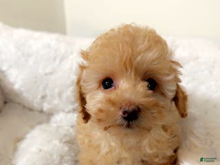 Maltipoo dogs Mia - Ad 39