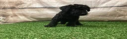 Kerry Blue Terrier dogs for sale: Paris - Ad 7