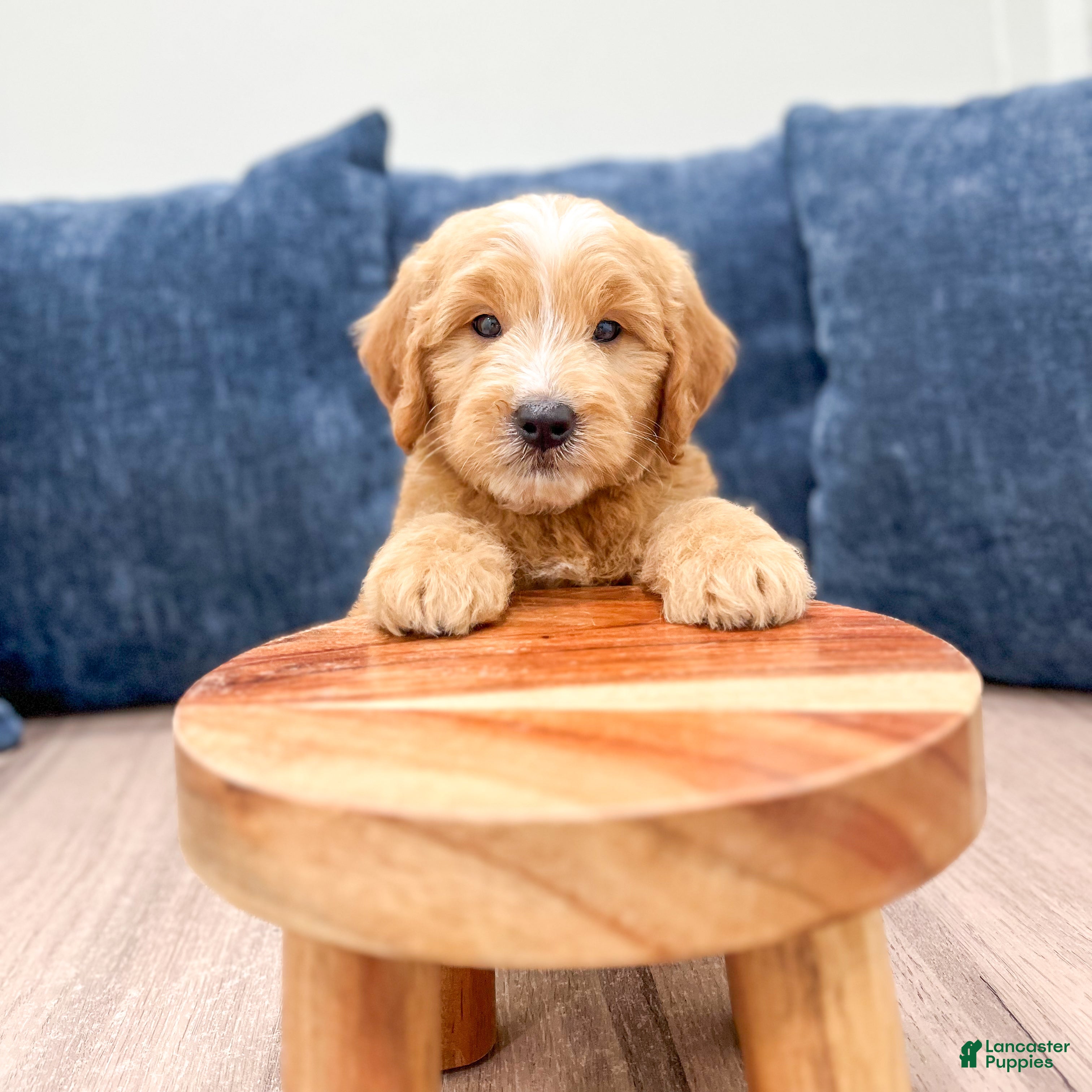 Mini Goldendoodle dogs Lane - Ad 2
