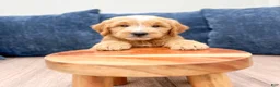 Mini Goldendoodle dogs for sale: Lane - Ad 2