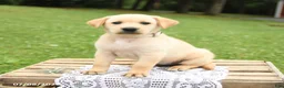 Labrador Retriever dogs for sale: Magnolia - Ad 4