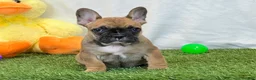 French Bulldog dogs for sale: Delilah - Ad 6