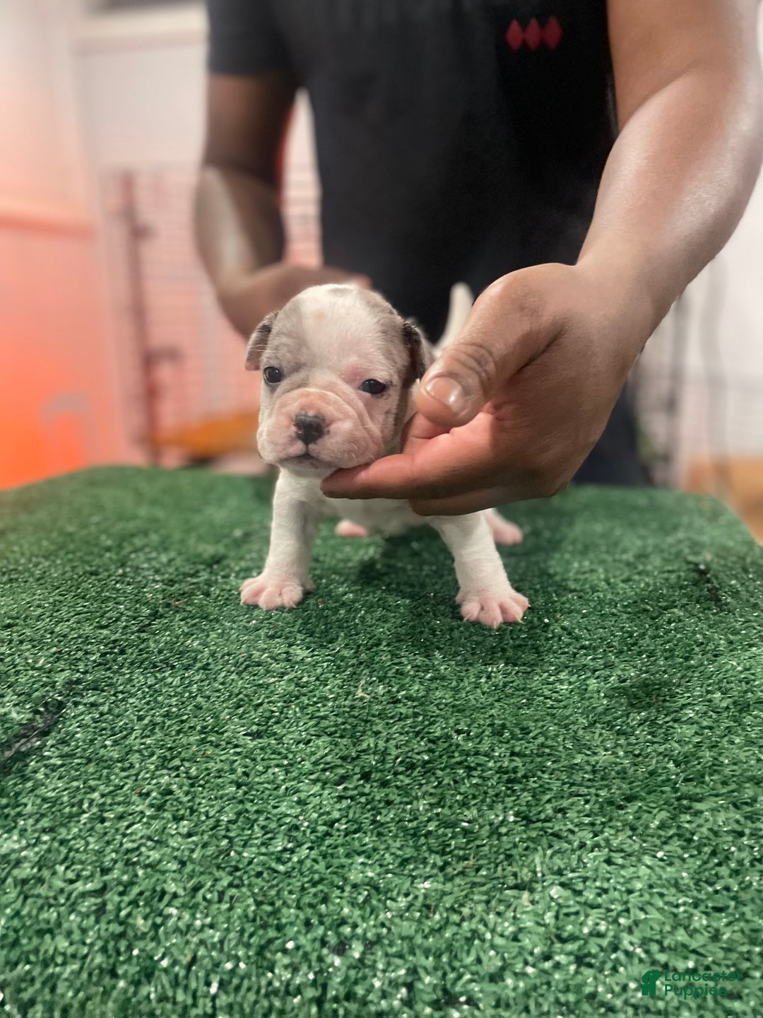 American Bully dogs for sale: American Bully Puppy 6 - Ad 8
