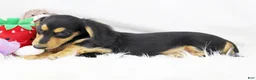Dachshund dogs for sale: Edward BTD 6171 - Ad 7