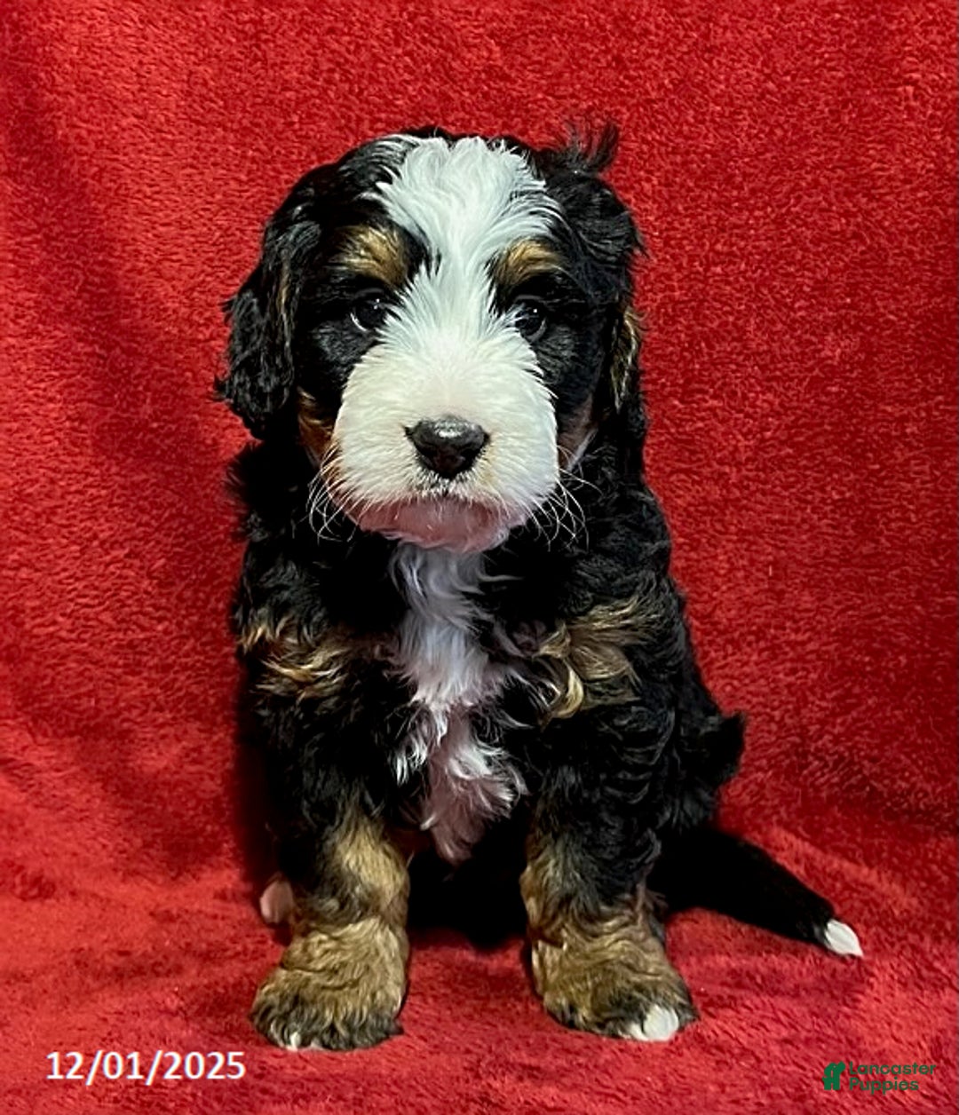 Mini Bernedoodle dogs for sale: Max - Ad 2
