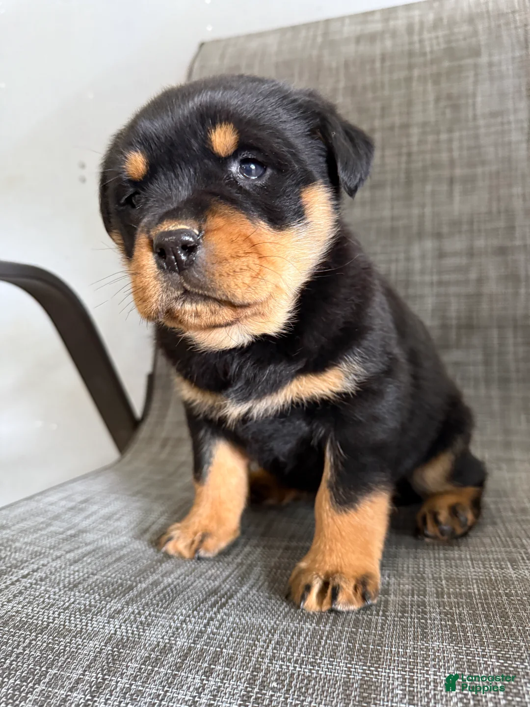 Rottweiler dogs for sale: London - Ad 10