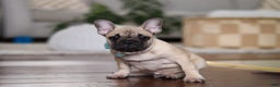 French Bulldog dogs for sale: Spencer - Ad 3