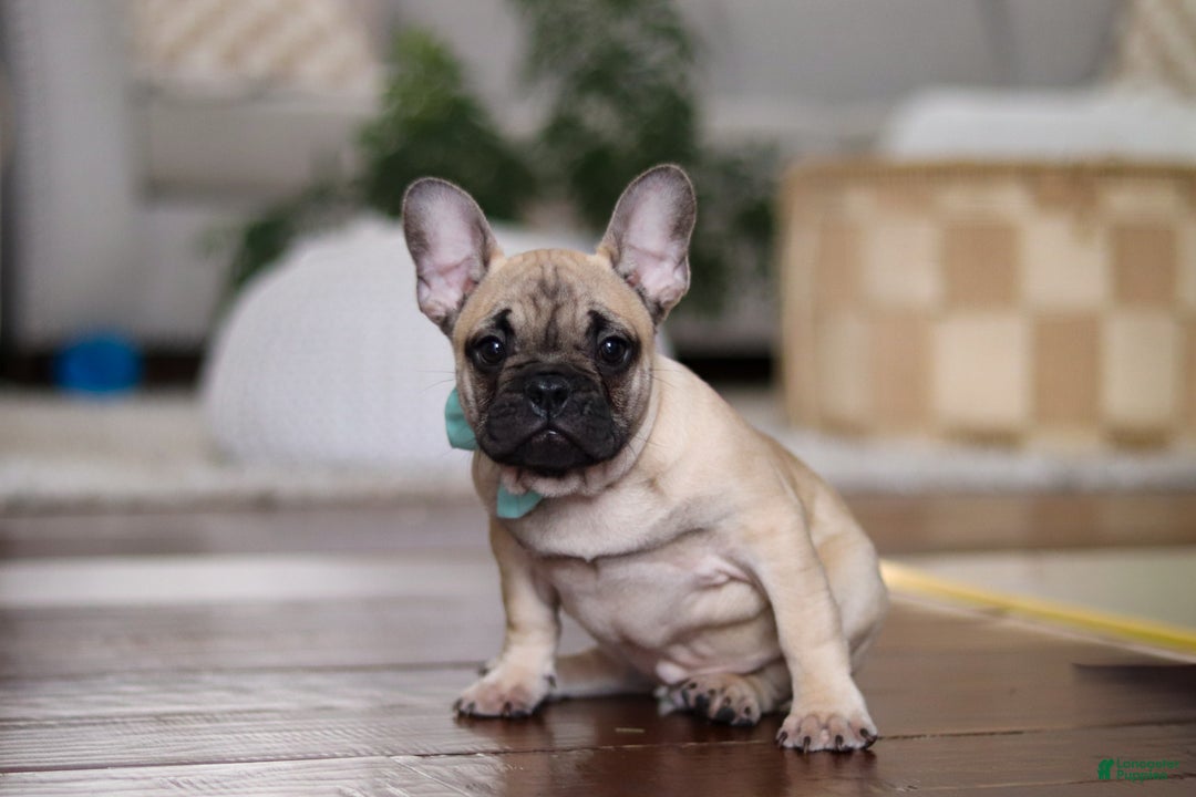 French Bulldog dogs for sale: Spencer - Ad 3
