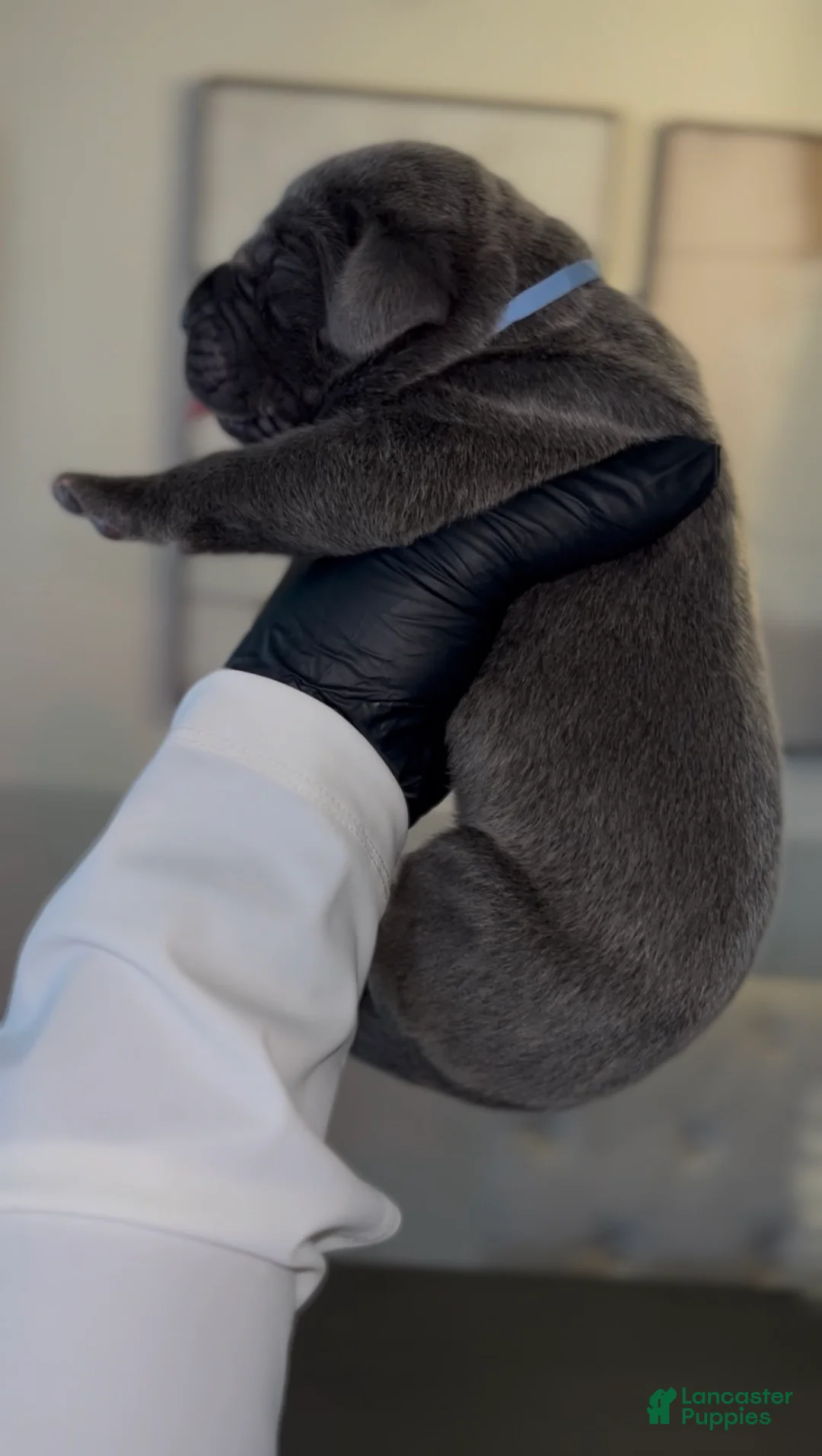 Cane Corso dogs for sale: Zayn - Ad 1