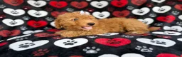 Mini Aussiedoodle dogs for sale: Olivia - Ad 9