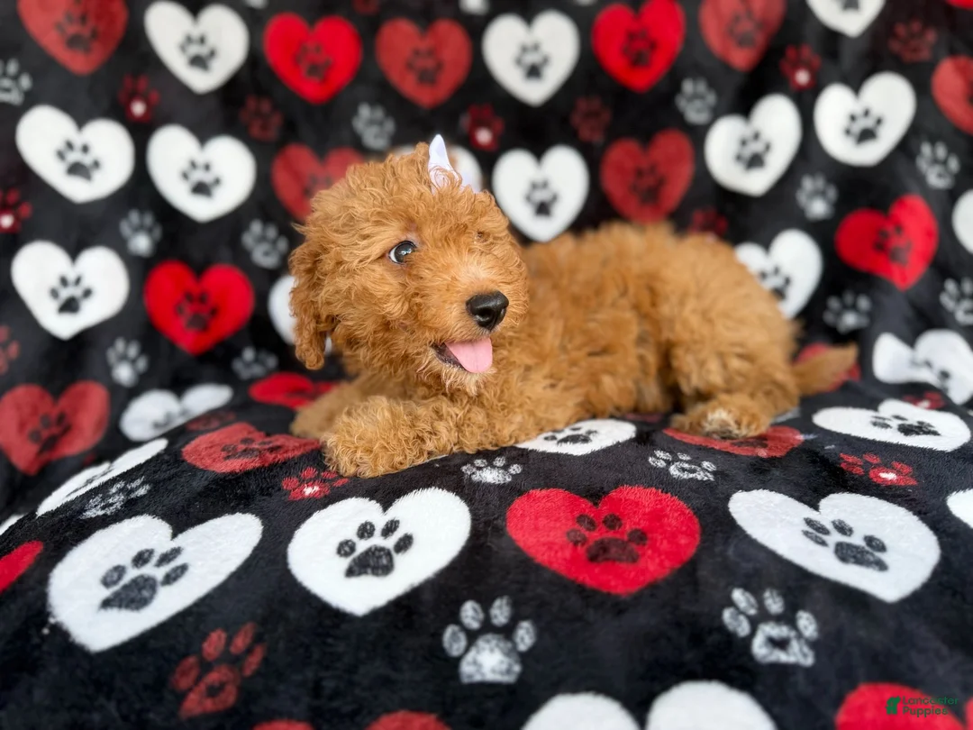 Mini Aussiedoodle dogs for sale: Olivia - Ad 9