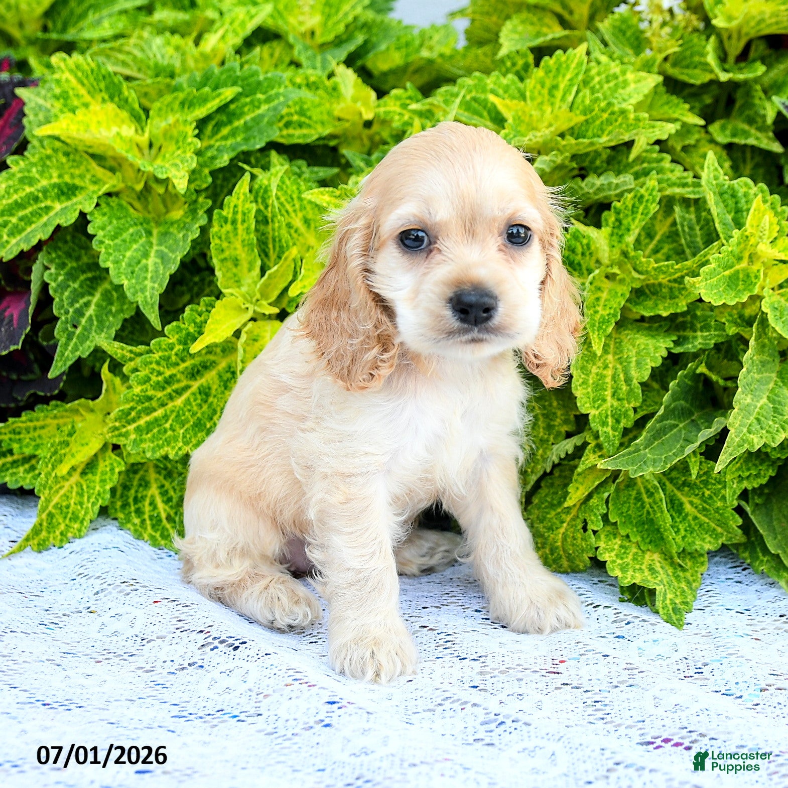 English Cocker Spaniel dogs Daphnie - Ad 2