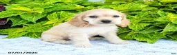 English Cocker Spaniel dogs for sale: Daphnie - Ad 2
