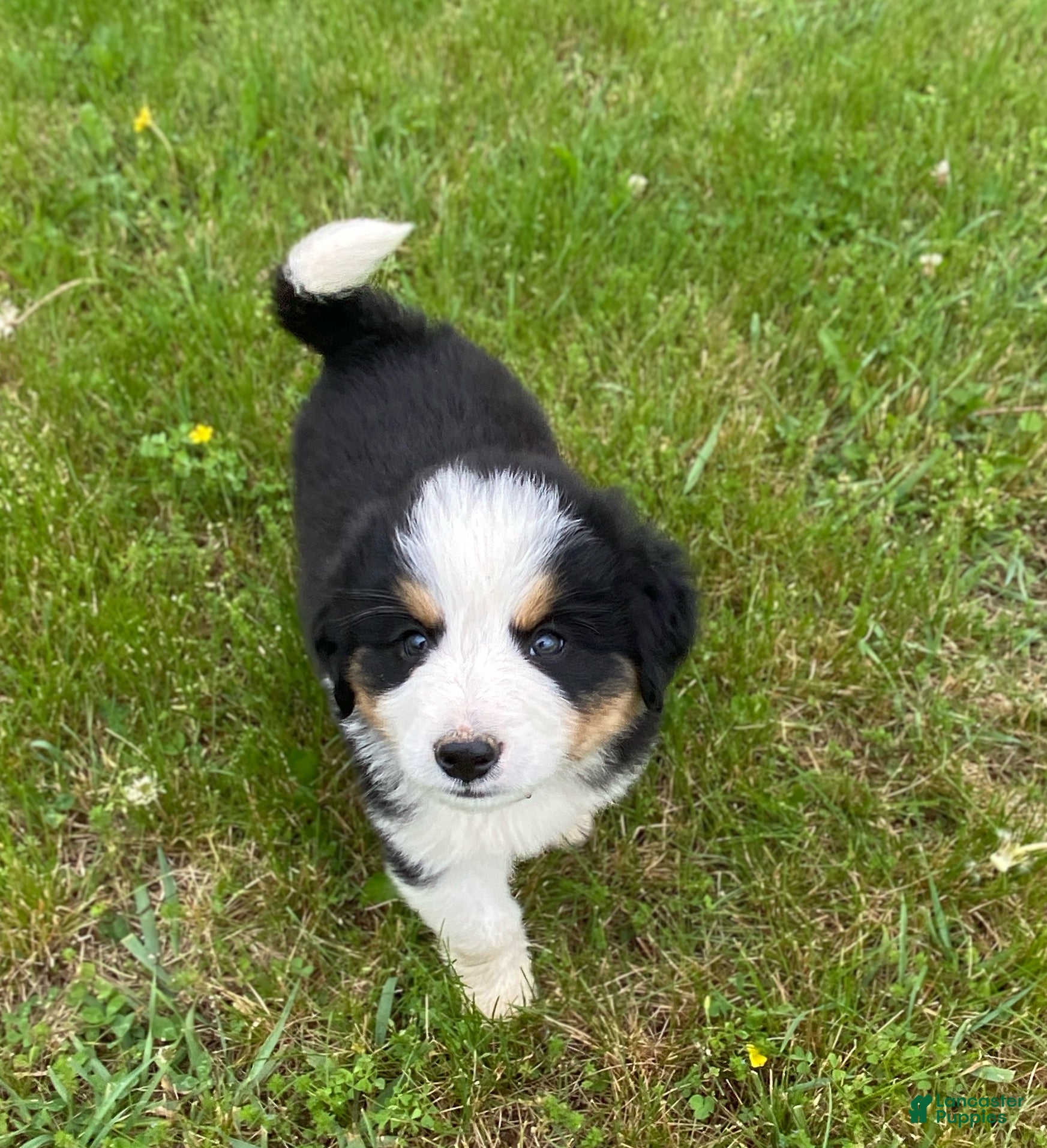 Mixed Breed dogs for sale: ♥️BABY BEAR♥️ - Ad 8