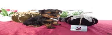 Yorkshire Terrier 2 Oliver