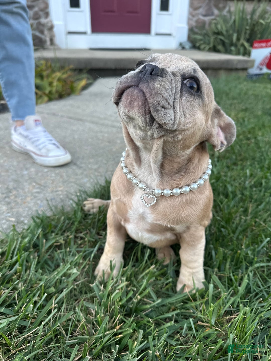 French Bulldog dogs for sale: Trina - Ad 3