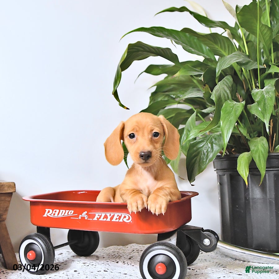 Miniature Dachshund dogs Taffy - Ad 1