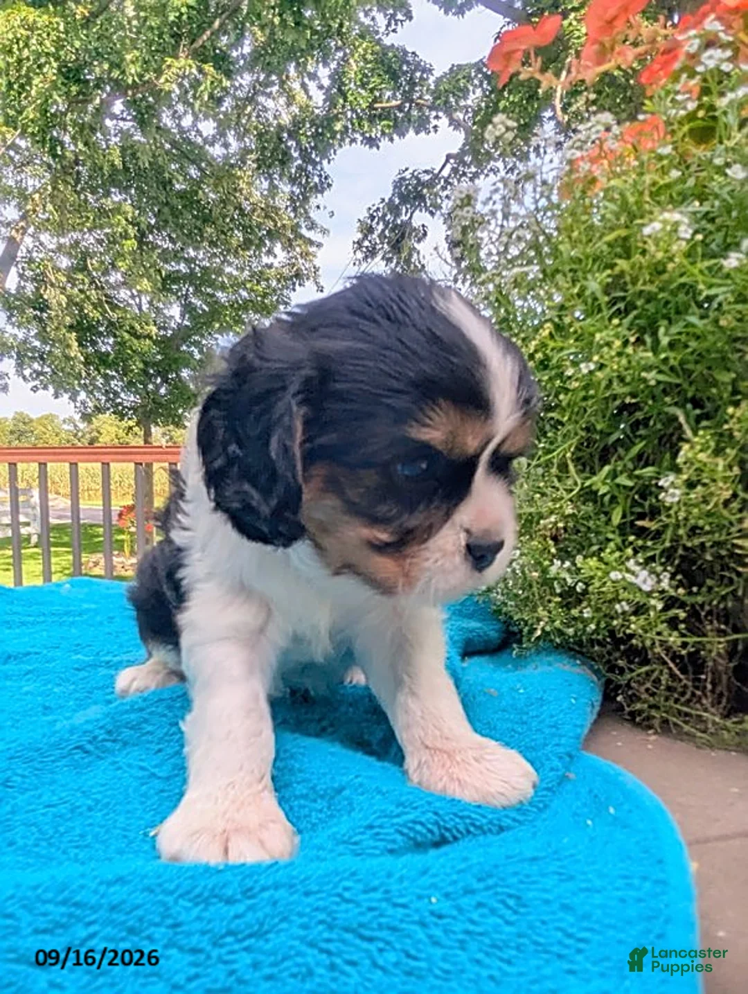 Cavalier King Charles Spaniel dogs for sale: Talith - Ad 7