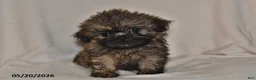 Teddy Bear dogs for sale: Carter - Ad 3