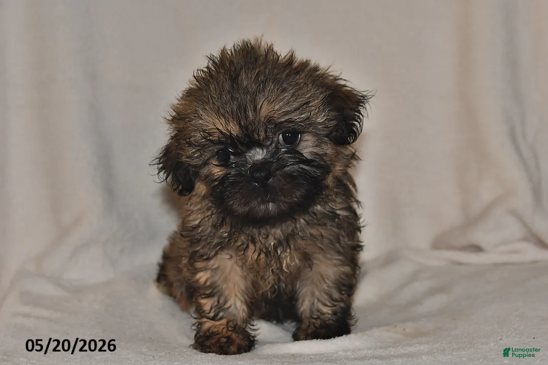 Teddy Bear dogs for sale: Carter - Ad 3