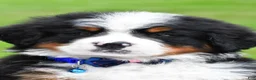 Bernese Mountain Dog dogs for sale: Robby - Ad 2