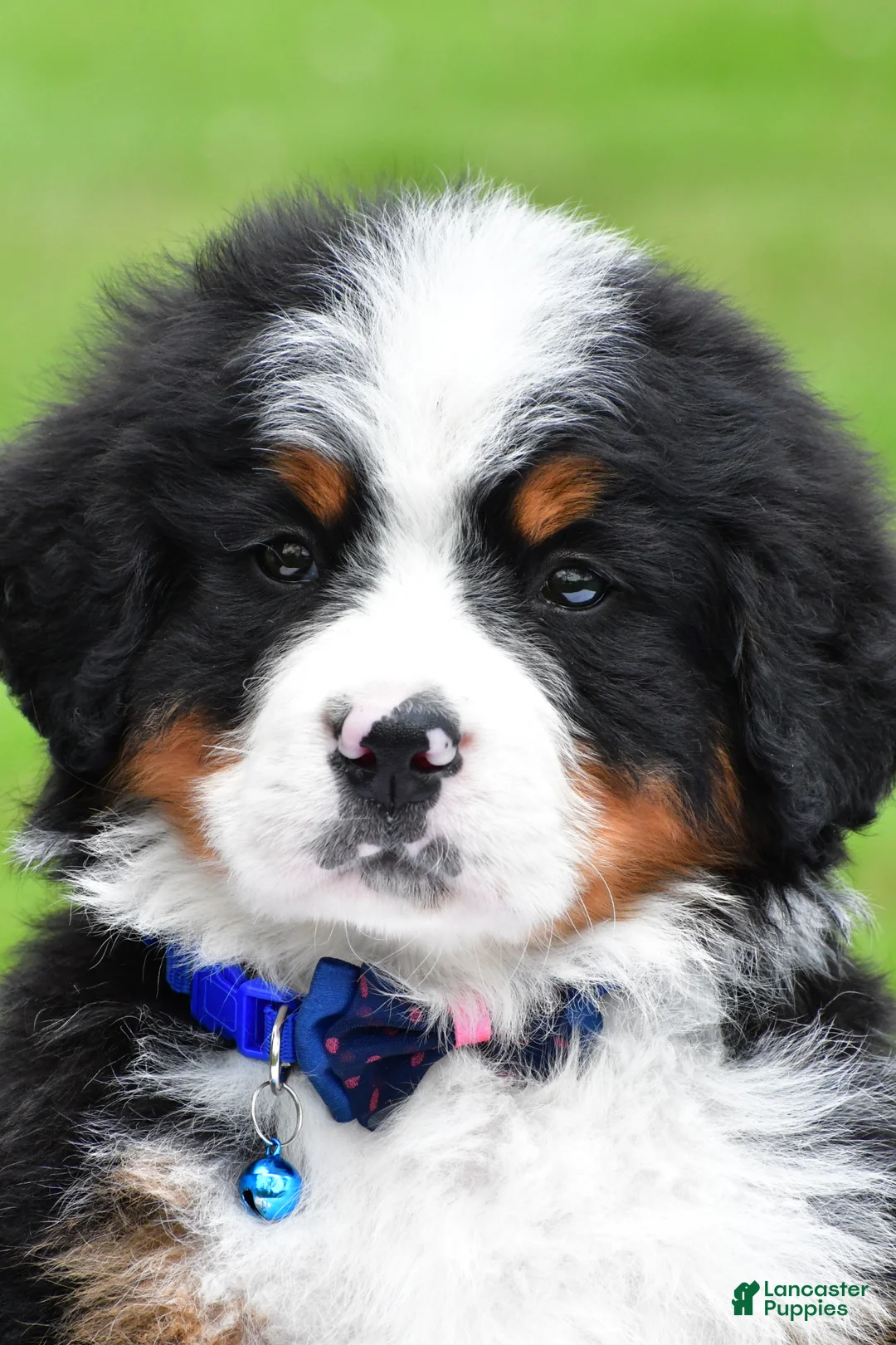 Bernese Mountain Dog dogs for sale: Robby - Ad 2