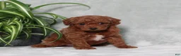 Miniature Poodle dogs for sale: Zippy - Ad 4