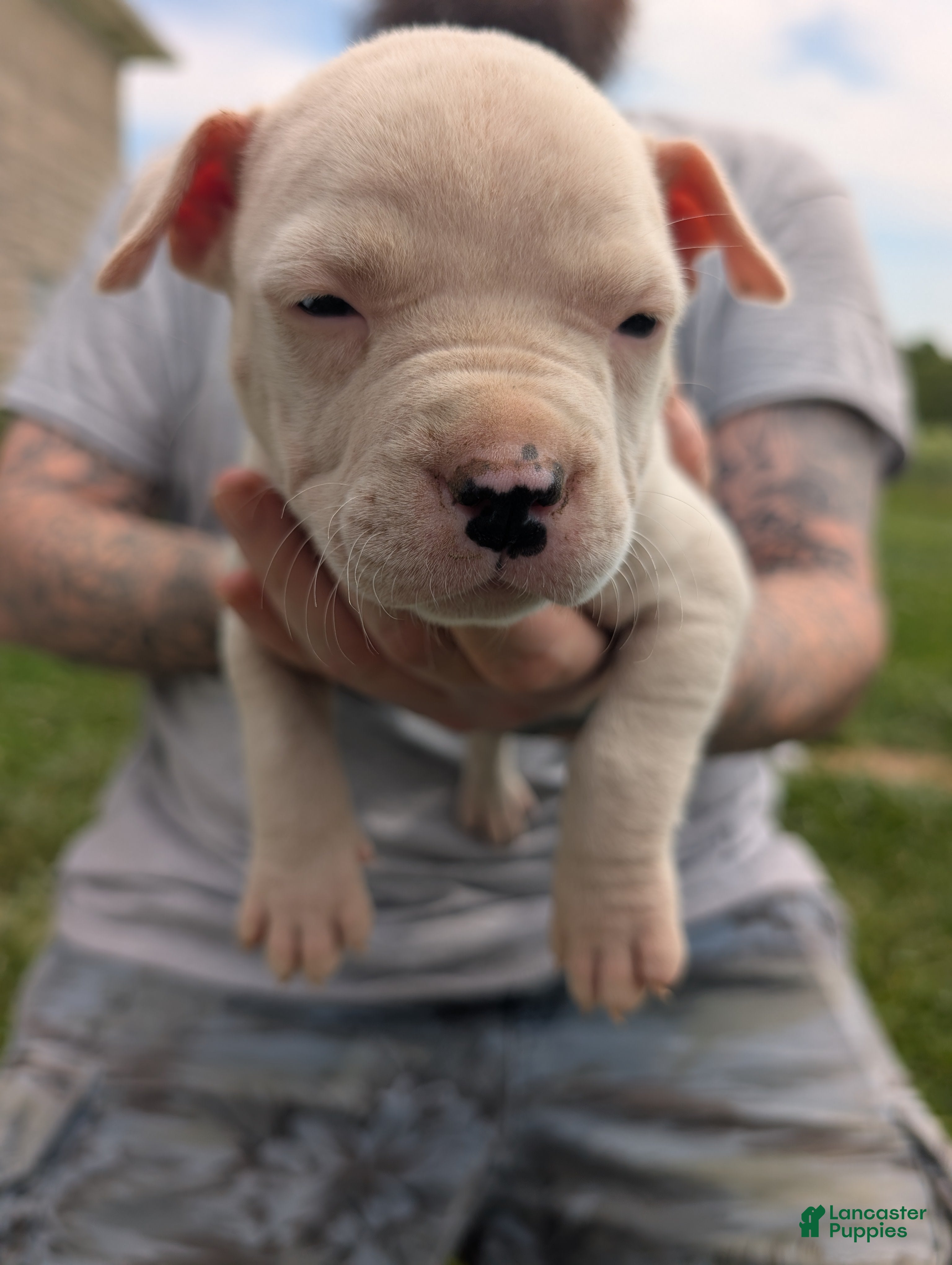 American Pit Bull Terrier dogs American Pit Bull Terrier Puppy 7 - Ad 8