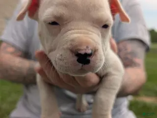 American Pit Bull Terrier dogs American Pit Bull Terrier Puppy 7 - Ad 22