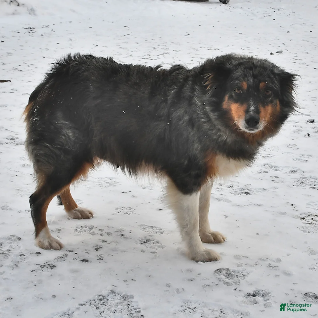 Australian Shepherd dogs for sale: Sage - Ad 6