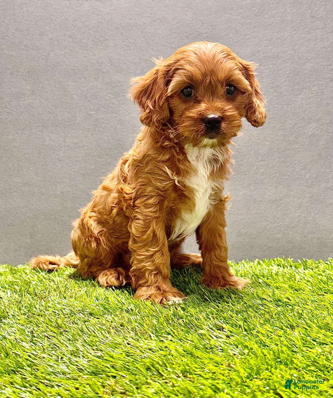 Cavapoo dogs for sale: Rocky - Ad 1