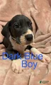 Great Dane Puppy 1