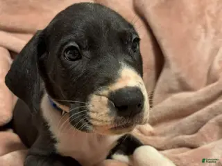 Great Dane dogs Great Dane Puppy 1 - Ad 22