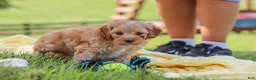 Yorkiepoo dogs for sale: Asher - Ad 6