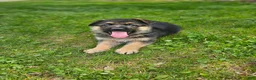 German Shepherd dogs for sale: Hunter  - Ad 7