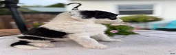 Sheepadoodle dogs for sale: Reba - Ad 3
