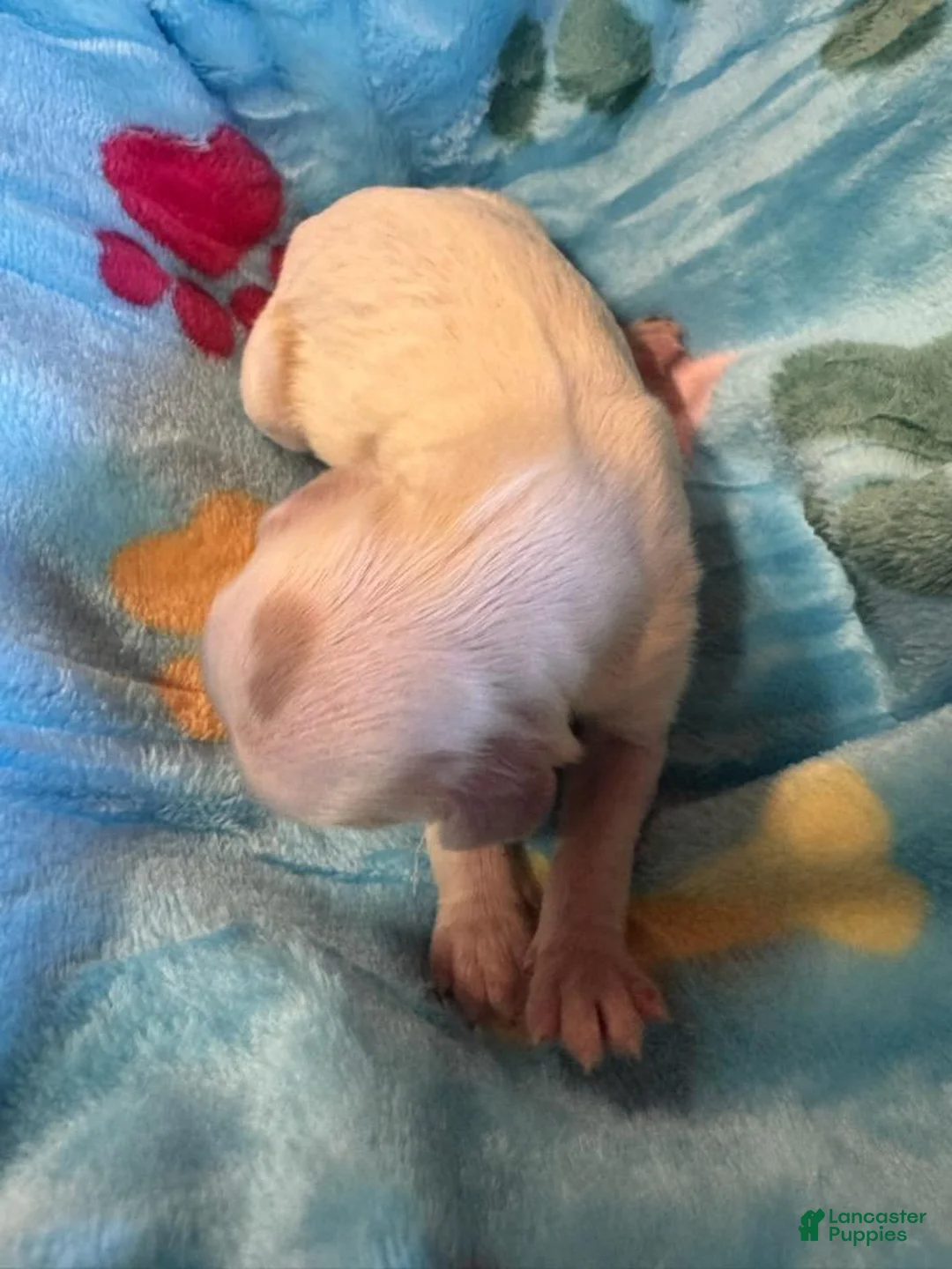 Cavapoo dogs for sale:  Zeke - Ad 1