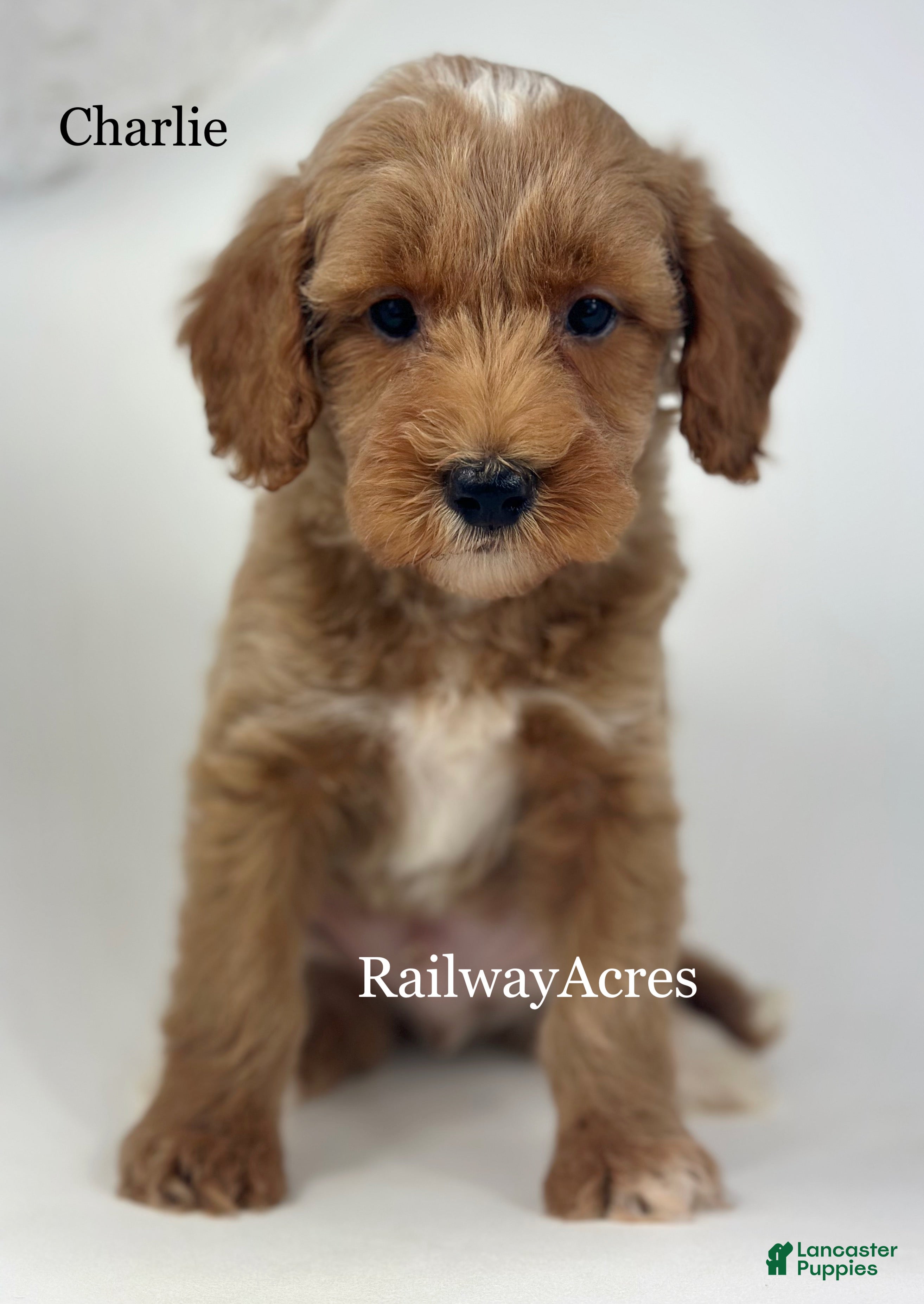 Goldendoodle dogs Charlie - Ad 6