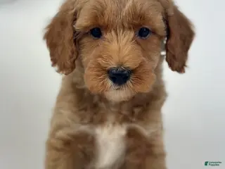 Goldendoodle dogs Charlie - Ad 6