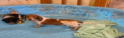 Miniature Dachshund dogs for sale: Kenny - Ad 7